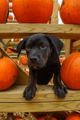 Pumpkinpatchasher20264 (21 Of 29)