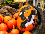 Pumpkin painted with two black and white birds of prey. 