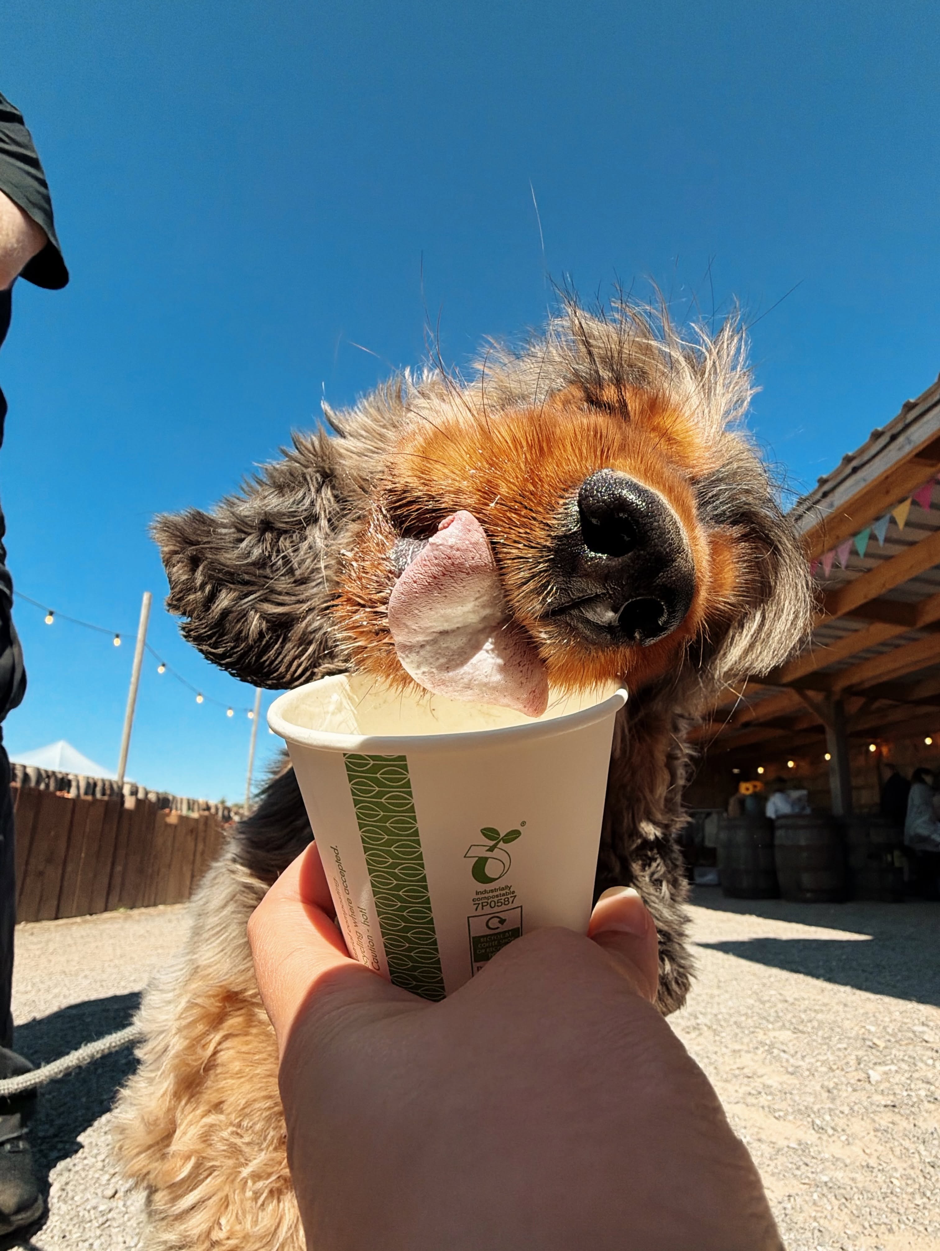 Brown dog with black ears has his head to the side, eyes closed and is sticking out his tongue to the lick pup cup that is being handed to him by the person taking the picture. Photo located Outside the Farm Shop with blue sky, fairy lights and covered seating area in the background. 