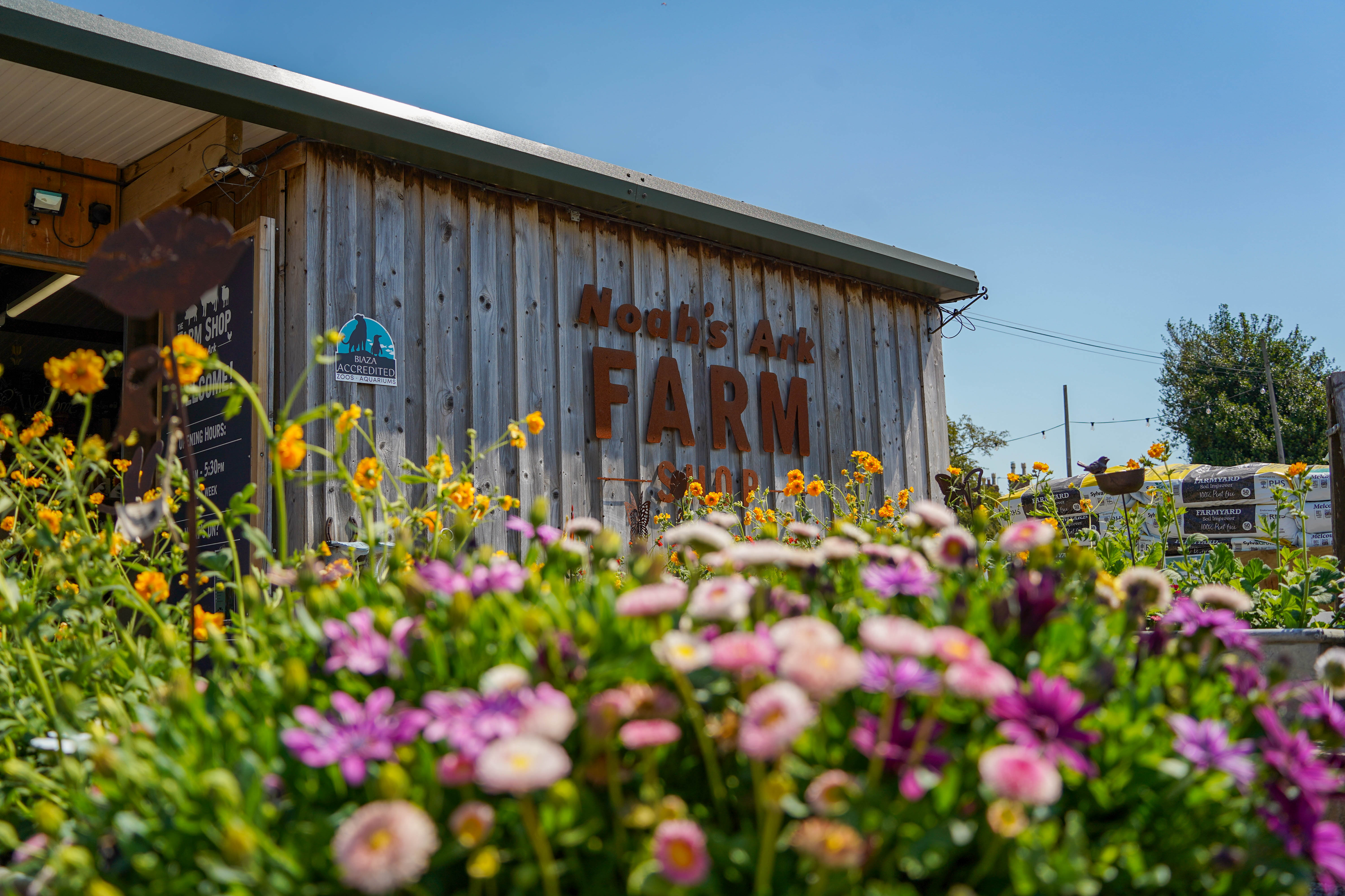 Yellow and purple flowers growing outside the Farm Shop. 
