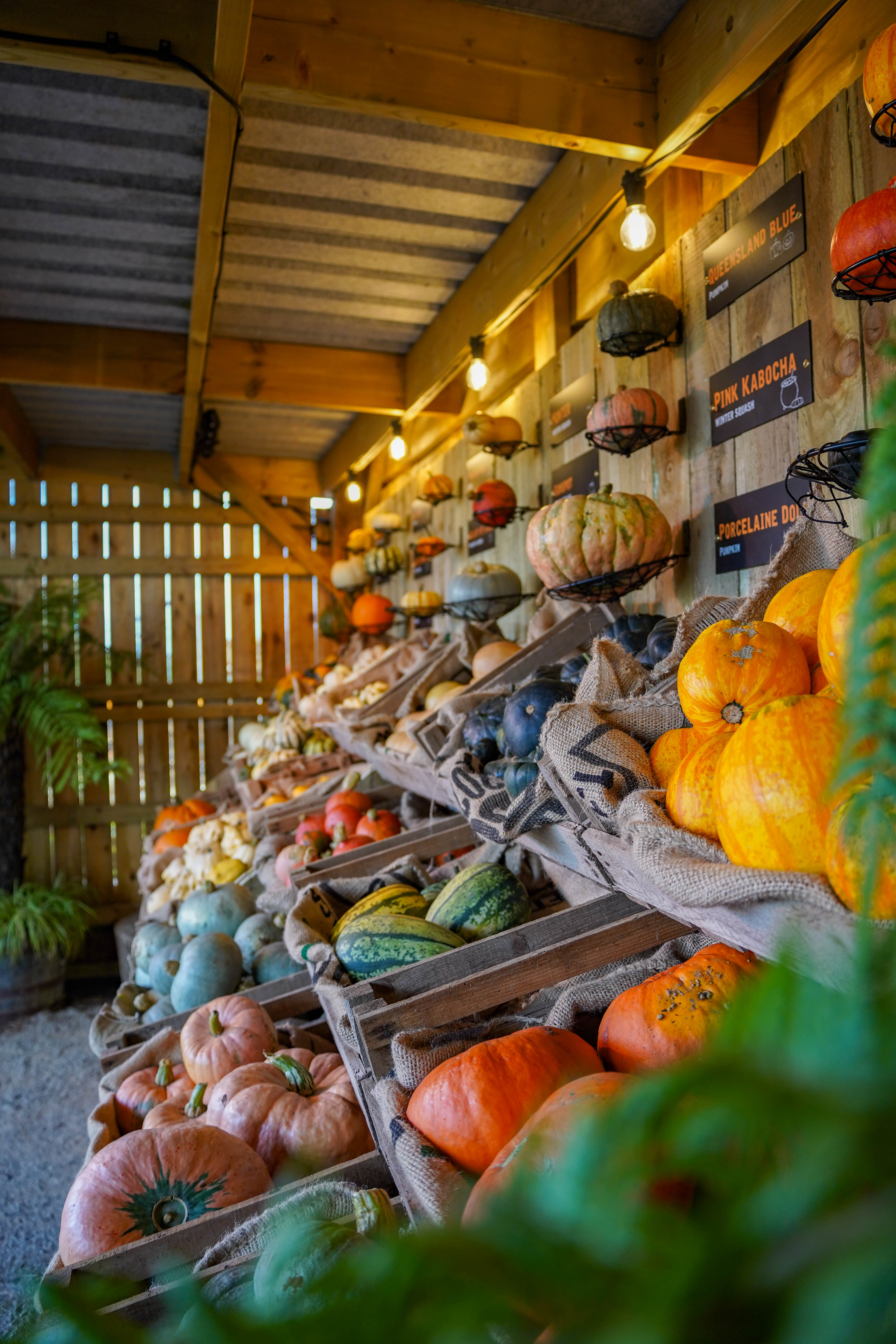 Shelves and baskets across wooden wall full of pumpkins, gourds and squashes. 