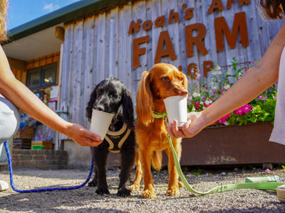 Doginfluencers2025 (21 Of 30)