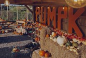 pumpkin patch decorated with hay bales, orange pumpkinfest sign and lots of pumpkin, squashes and gourds. 