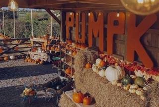 pumpkin patch decorated with hay bales, orange pumpkinfest sign and lots of pumpkin, squashes and gourds. 