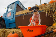 Dogpumpkinpatch2026 (4 Of 10)