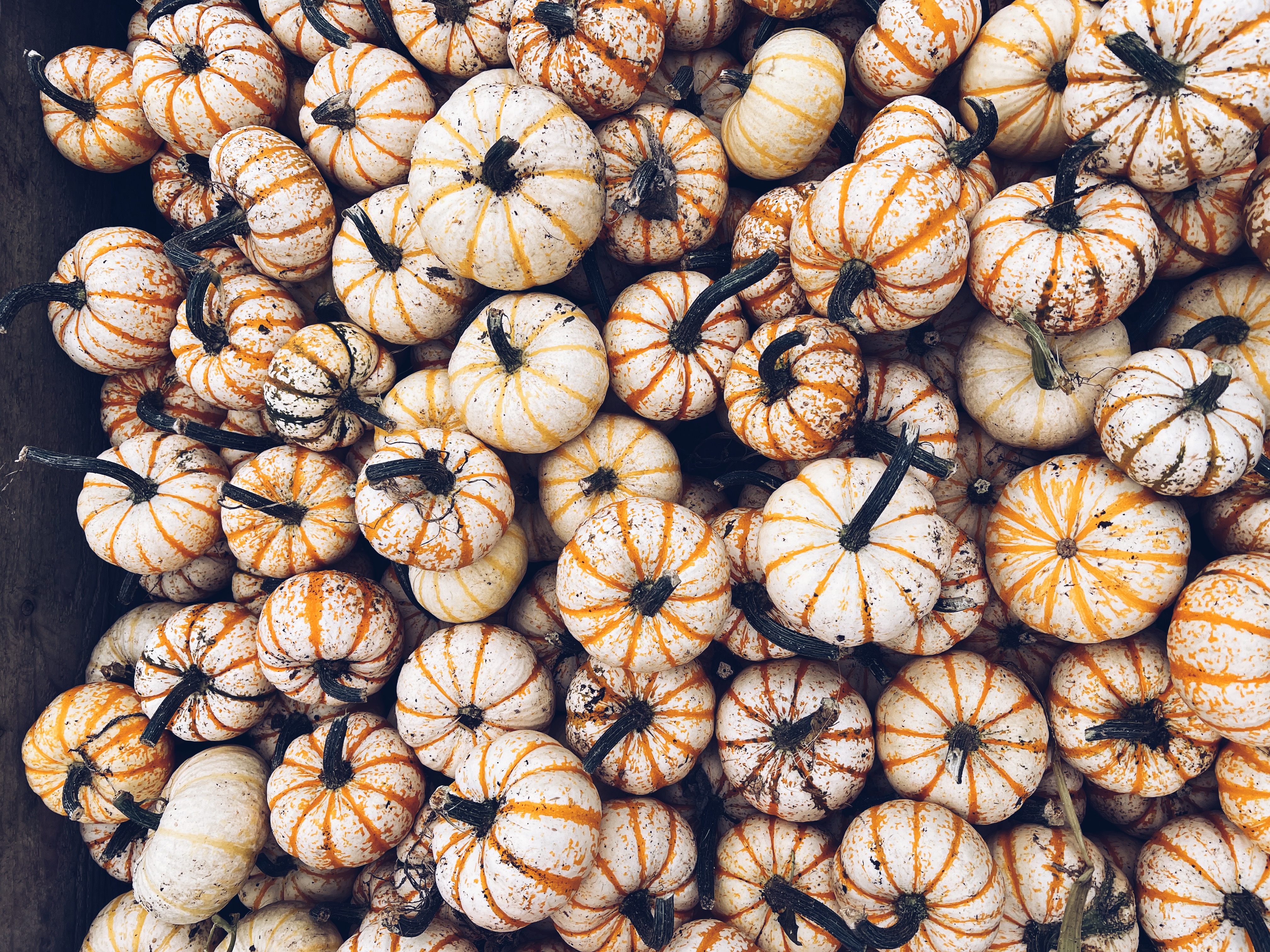 birds eye view shot of white pumpkins, with orange lines piled together. 