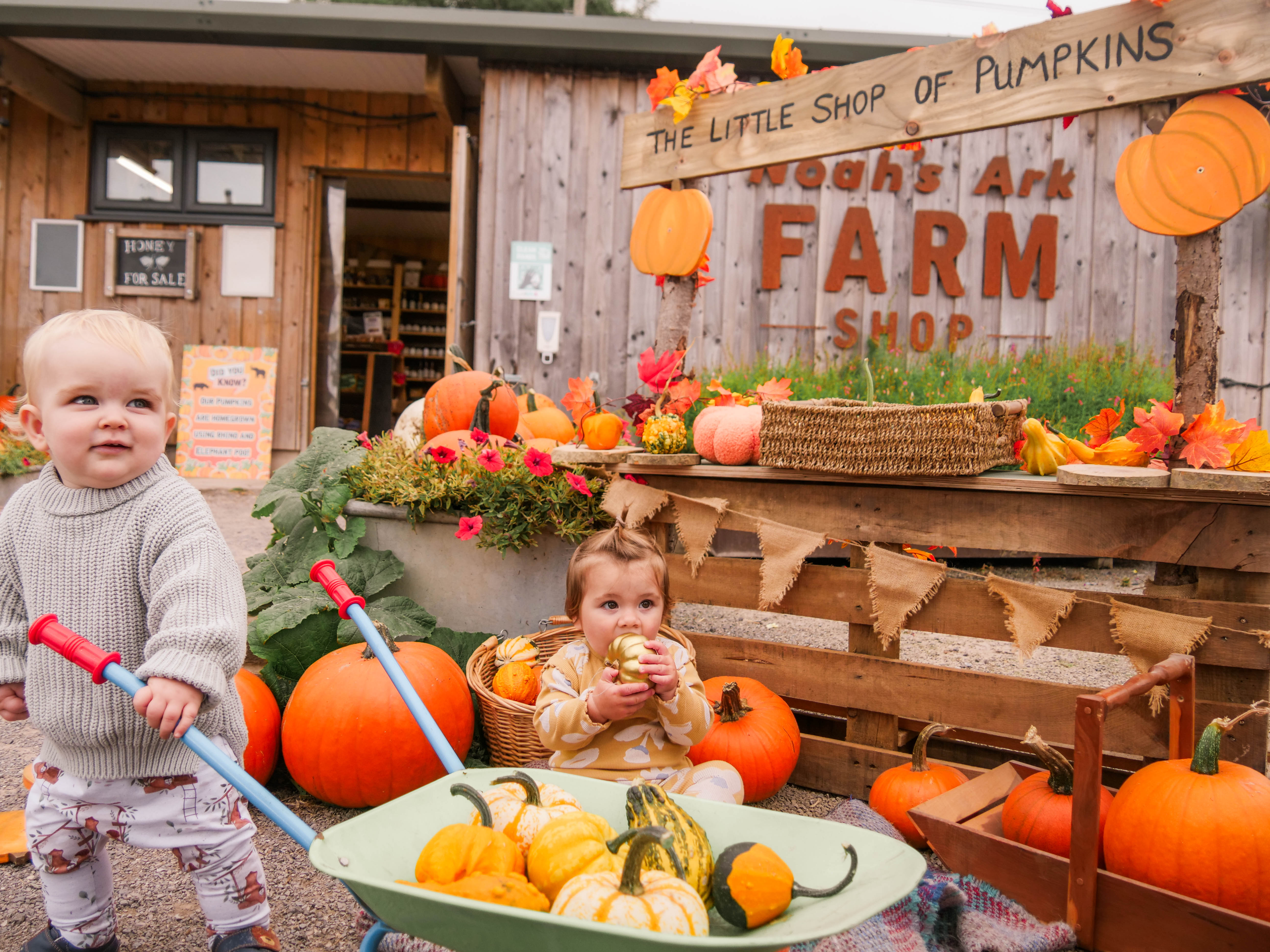 boy and girl with wheel barrow full of pumpkins in front of wooden farm shop. 