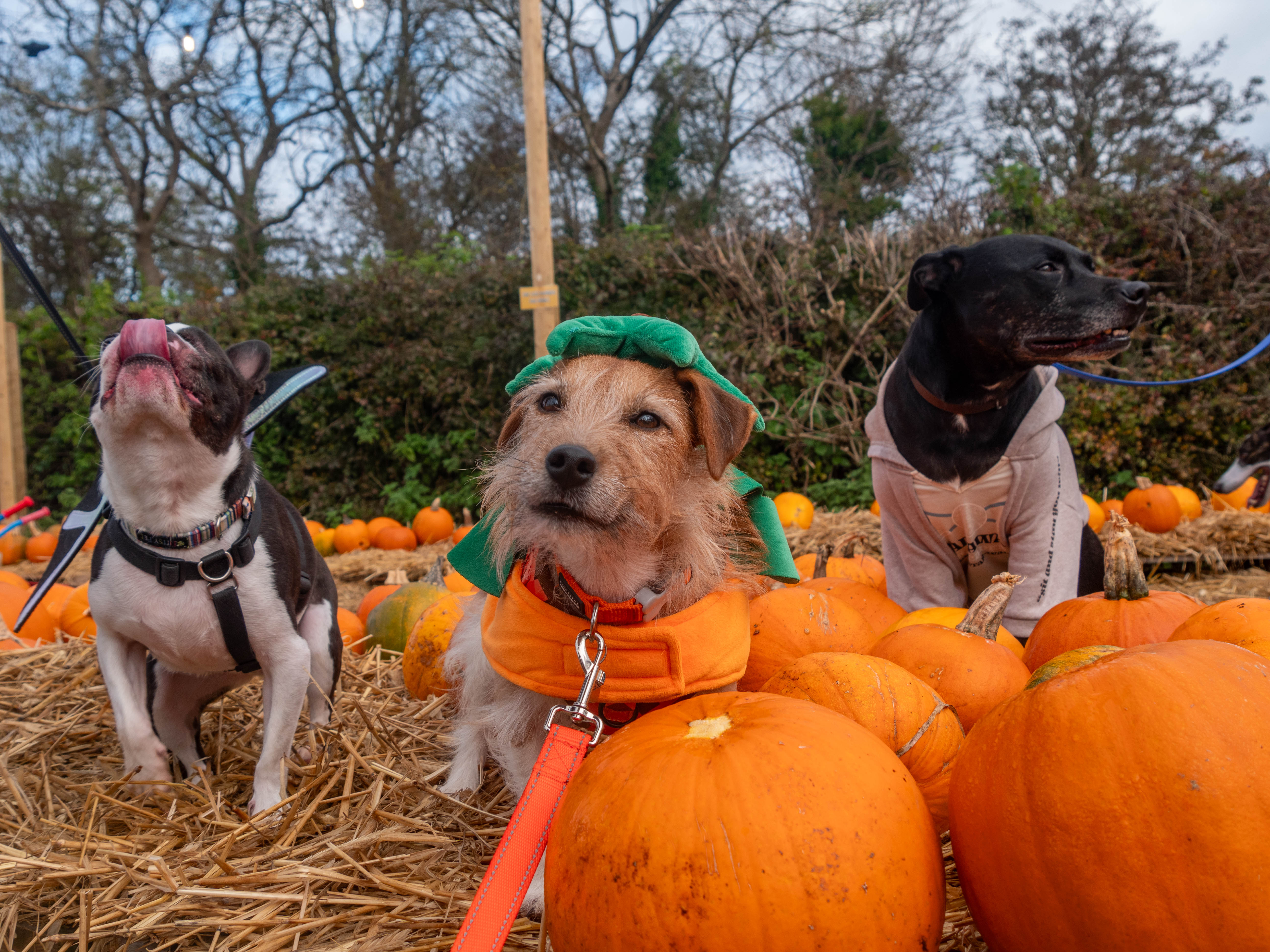 Three dogs in costume sat in pumpkin patch. From left to right dogs dressed as bat, pumpkin and in a grey jumper. 