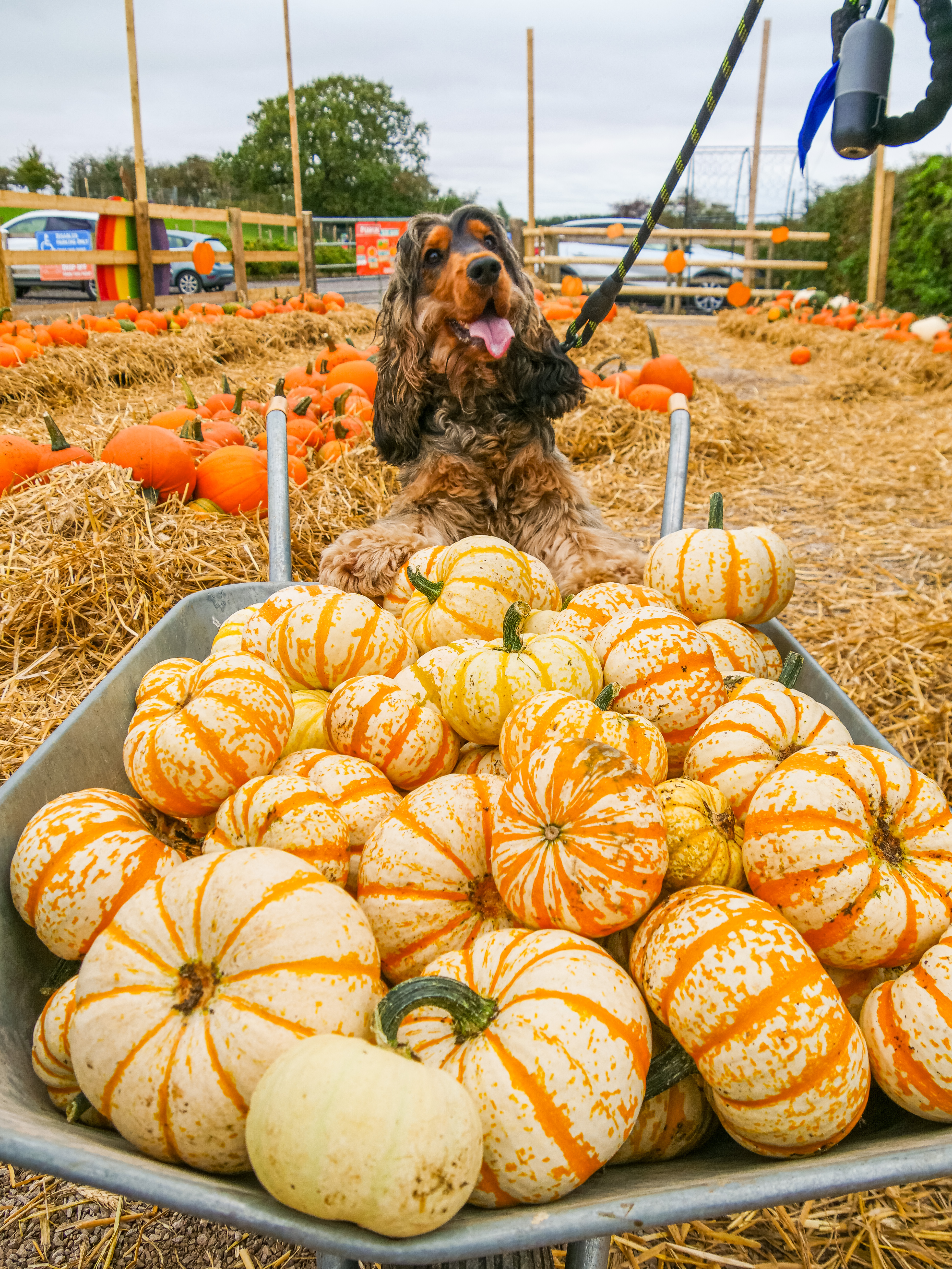 dog leant on wheelbarrow full on pumpkins, in the straw covered pumpkin patch. 