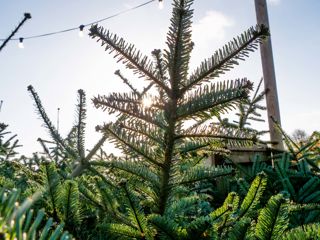 The Farm Shop At Noah's Ark Christmas Trees