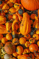 Pumpkinfestpumpkinpatch2025. (4 Of 6)