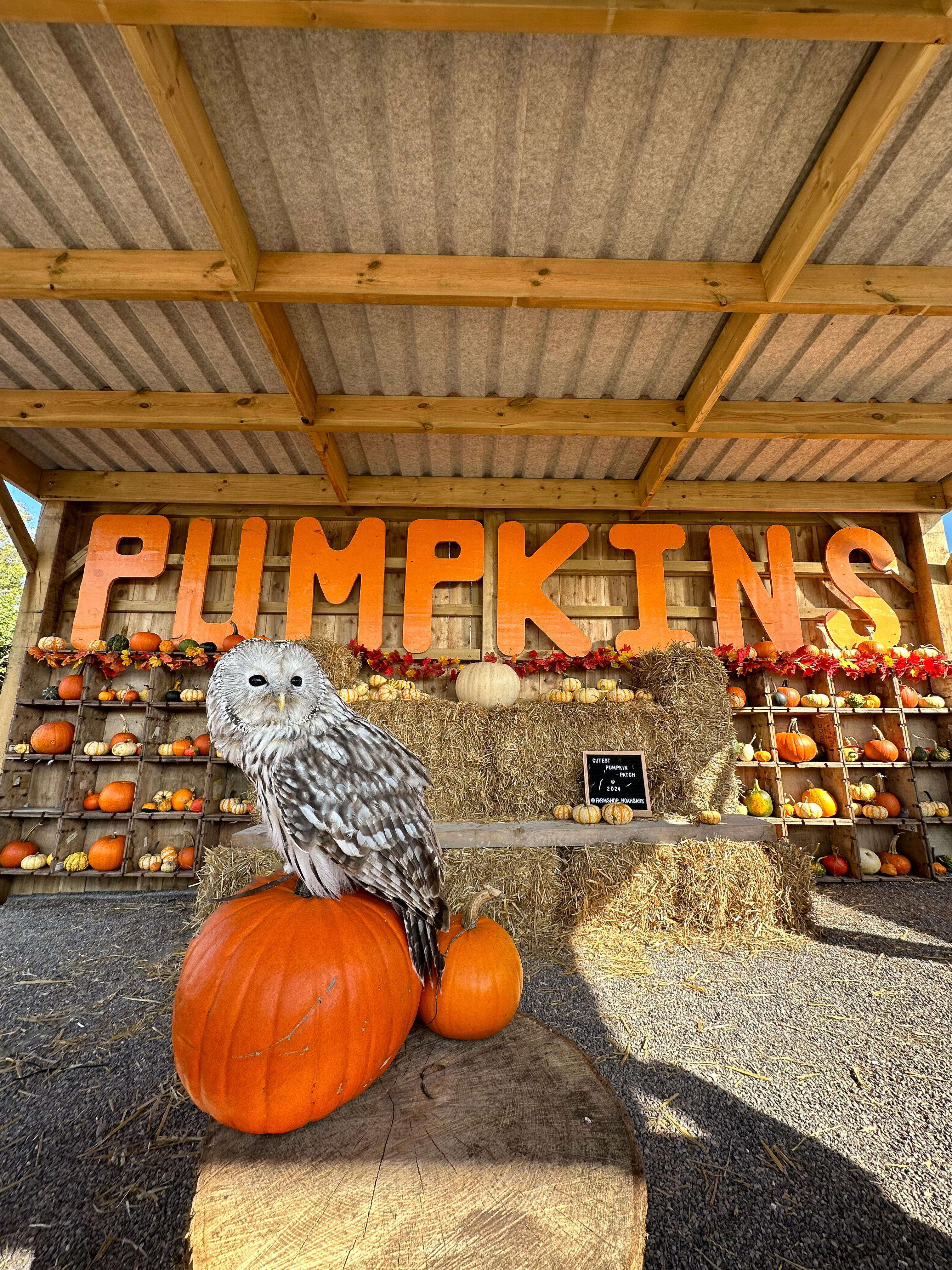 tawney owl sat on top of a pumpkin at the pumpkin patch. 