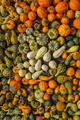 Colourful birds-eye-view of an assortment of different pumpkins, gourds and squashes in whites, oranges, greens and yellows. All tightly packed together so the mud floor is barely visible through the small gaps. 