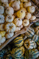 Pumpkinfestoctober2025 (15 Of 20)
